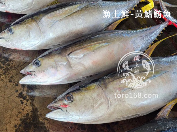 黃鰭鮪魚整件 黃鰭鮪魚整件