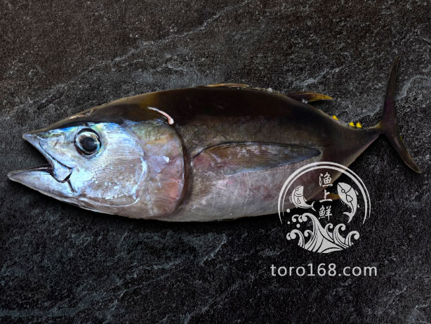 大目鮪魚整件 大目鮪魚整件