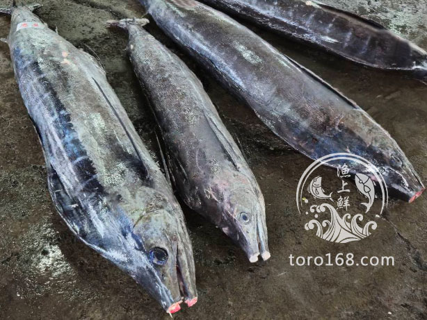 黑皮旗魚 黑皮旗魚